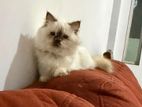 Himalayan Kitten