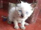 Himalayan Kitten
