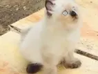 Himalayan Kitten Male