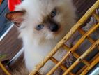 Himalayan kitten