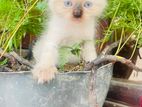 Himalayan Kittens Blue Eyes