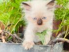 Himalayan Kittens Blue Eyes