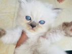 Himalayan Kittens