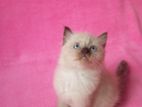 Himalayan Kittens