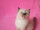 Himalayan Kittens