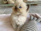 Himalayan Kittens