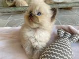 Himalayan Kittens