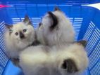 Himalayan Kittens