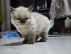Himalayan Kitten