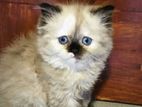 Himalayan Kittens