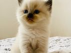 Himalayan Kittens
