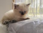 Himalayan Kittens