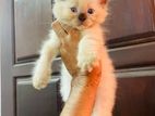 Persian Himalayan Kittens
