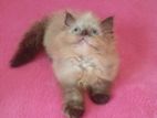 Himalayan Kittens