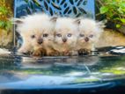 Himalayan Kittens