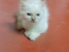 Himalayan Kittens (colombo)