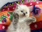 Himalayan Kittens
