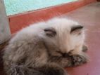 Himalayan Kitten