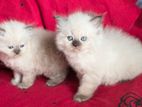 Himalayan Kittens
