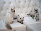 Himalayan kittens