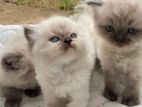 Himalayan Kittens