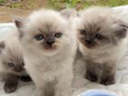 Himalayan Kittens