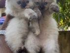 Himalayan Kittens