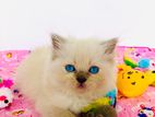 Himalayan Kittens