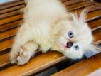 Himalayan Persian Cat