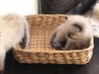 Himalayan Kittens