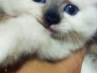 Himalayan Kittens