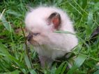 Himalayan Kittens