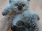 Himalayan kittens