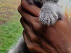 Himalayan Kittens Kandy