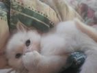 Himalayan Kittens