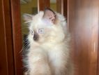 Himalayan Kitten