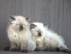 Himalayan kittien