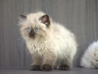 Himalayan Kitties