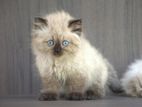 Himalayan Kitties