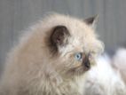 Himalayan Kitties