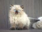 Himalayan kitties
