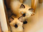 Himalayan Kitten
