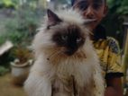 Himalayan Long Hair Cat