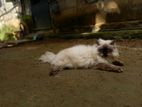 Himalayan Long Hair Cat