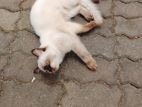 Himalayan Male Cat