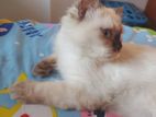 Himalayan Male Cat