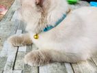 Himalayan Male Cat