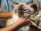 Himalayan Male Cat