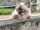 Himalayan Male Cat