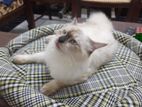 Himalayan Male Cat